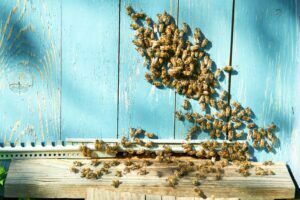 abejas en su colmena