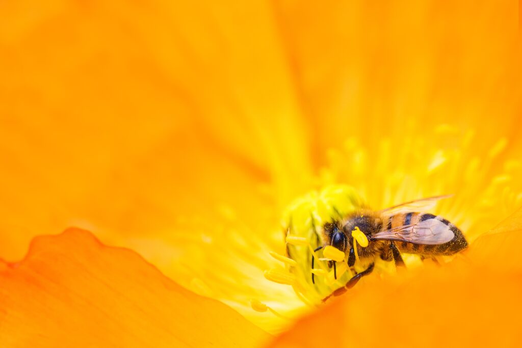 abejas